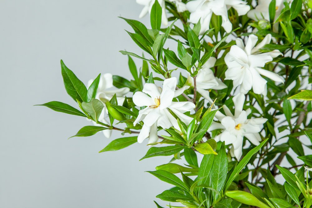 Frostproof Gardenia Live Plant 3 Gallon Pot A132674