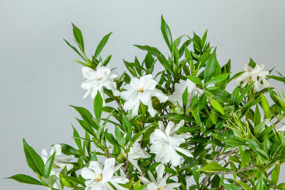 Frostproof Gardenia Live Plant 3 Gallon Pot A132674
