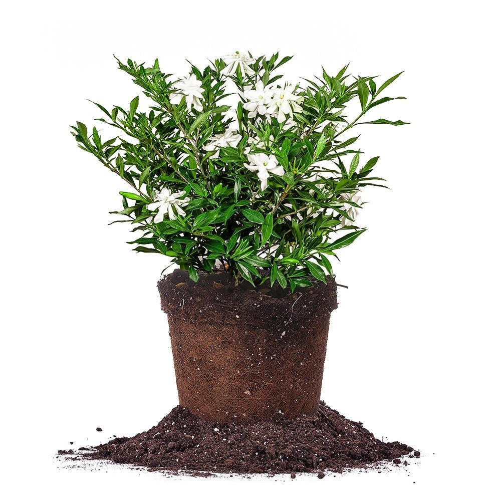 Frostproof Gardenia Live Plant 3 Gallon Pot A132674