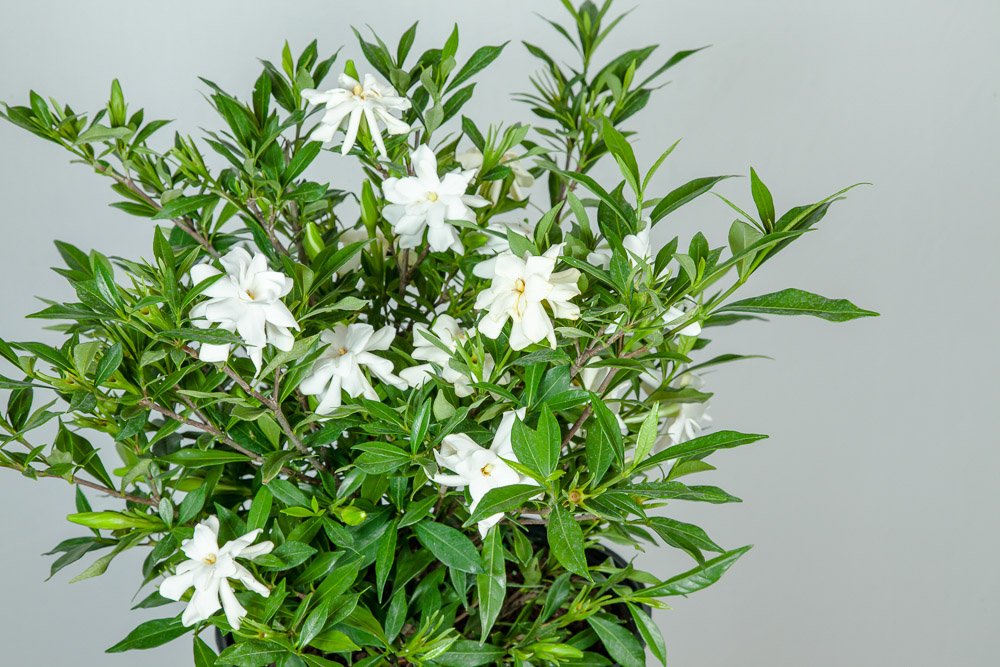 Frostproof Gardenia Live Plant 3 Gallon Pot A132674