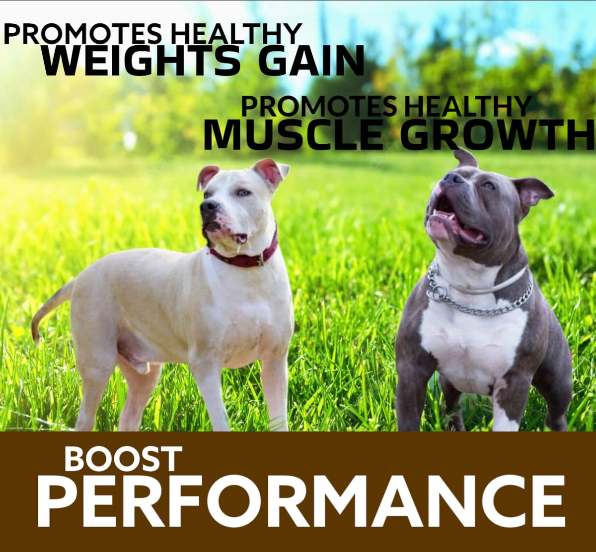Chewable Tablets for Dogs E9501