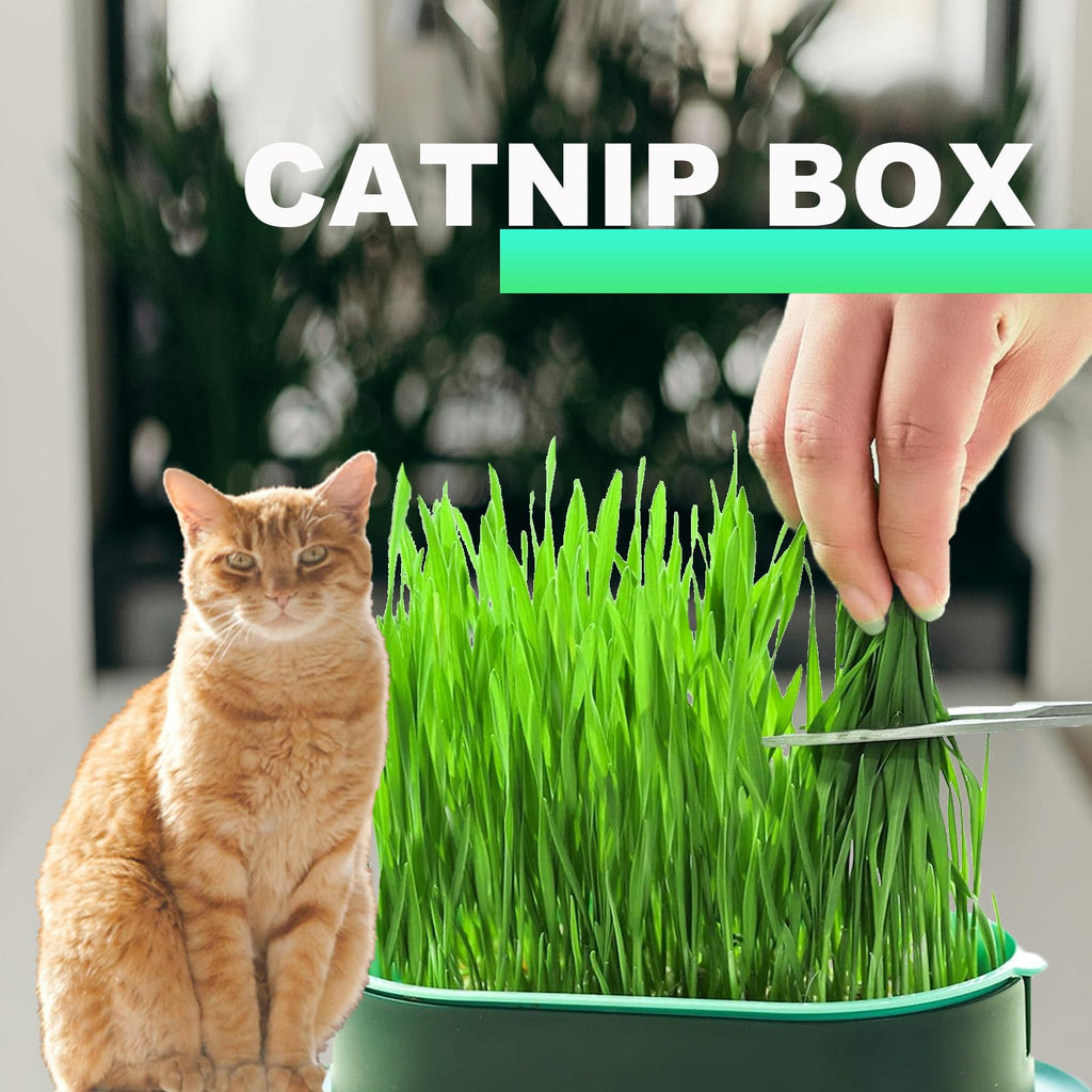3Pcs Plastic Cat Grass Planter Hydroponic Growing Kit B6676