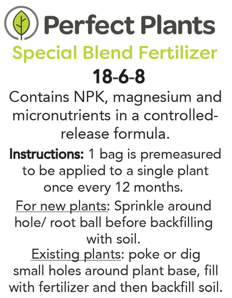 Frostproof Gardenia Live Plant 3 Gallon Pot A132674