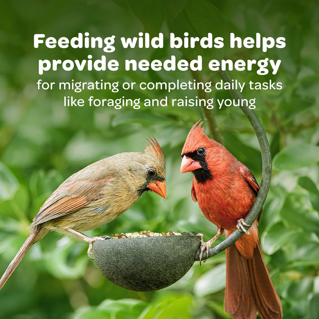 Nyjer Seed for Finches & Other Wild Birds, 20 Pounds D267